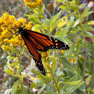 Meet your Posher, Megb2022